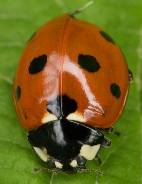 Ladybug